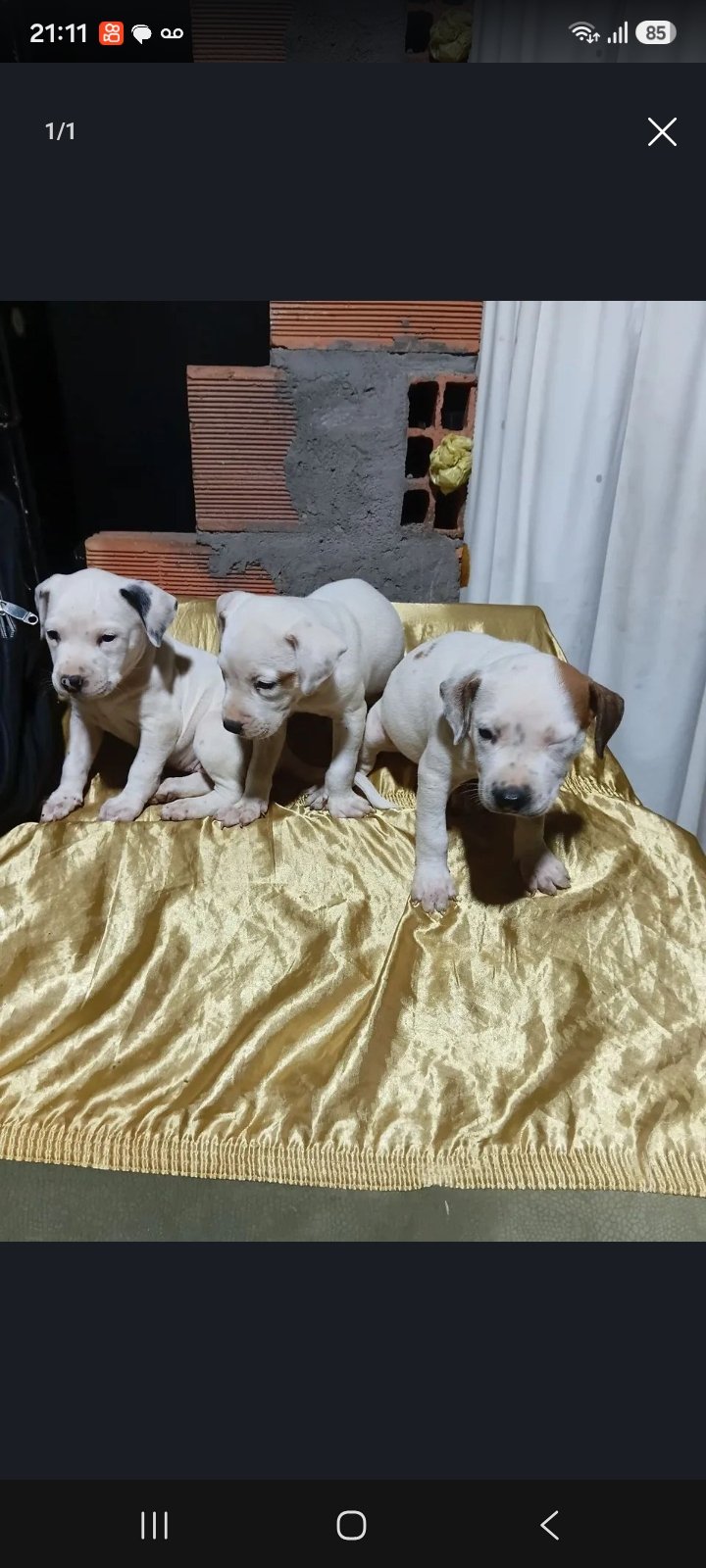 Vendo esses filhotinhos de pitbull femea - Foto 1