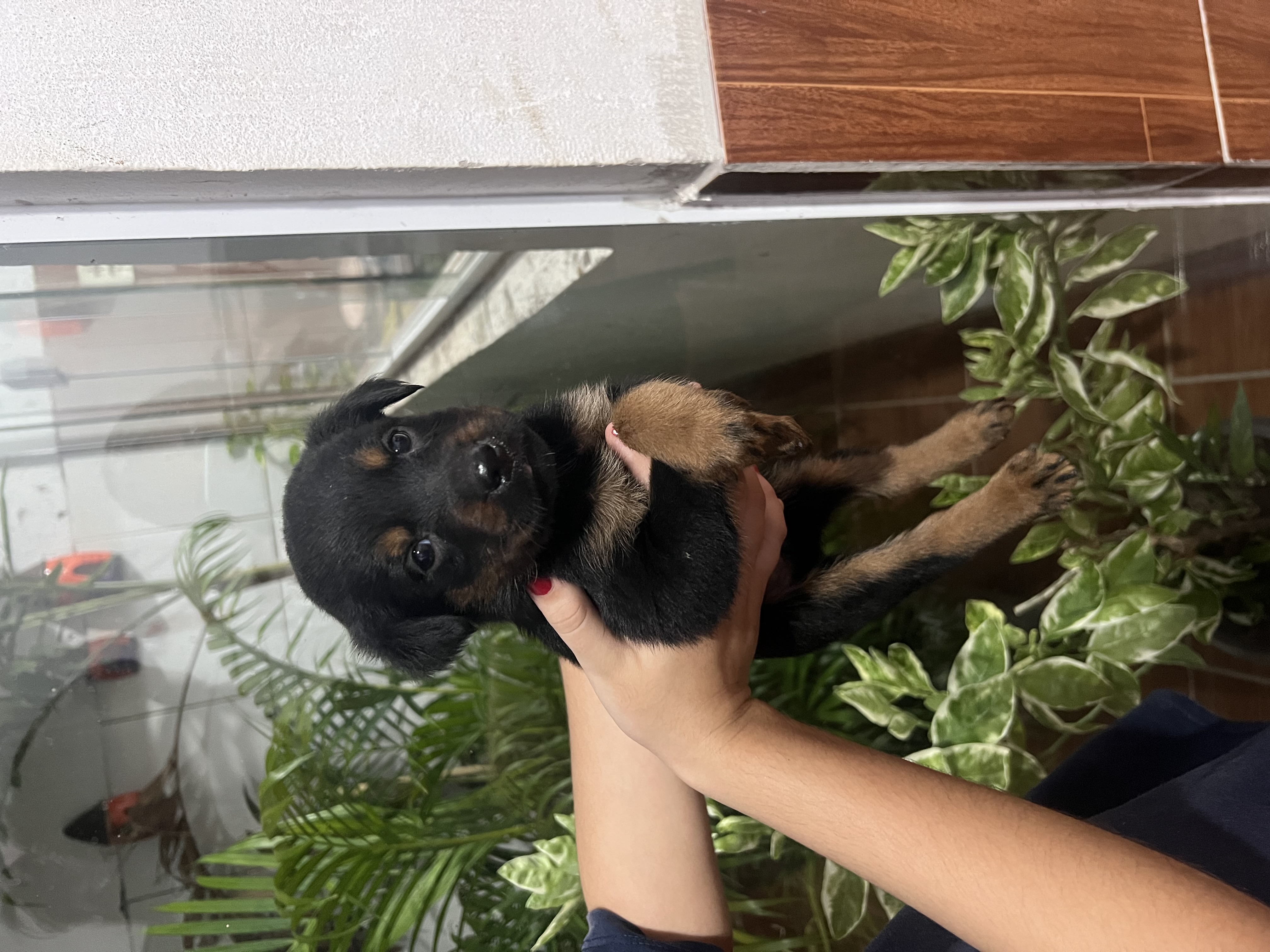 Filhote de Rottweiler - Foto 1