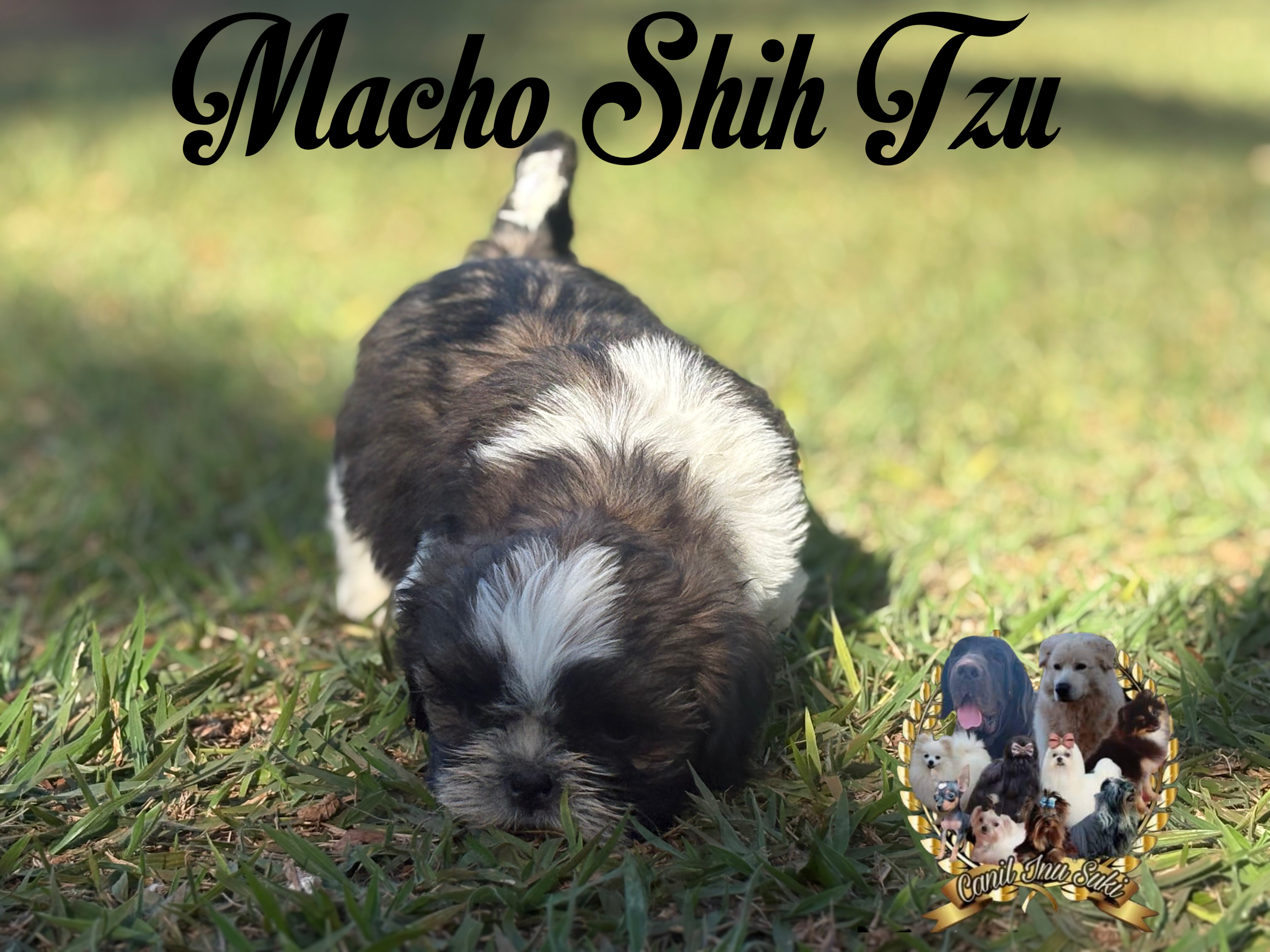 Filhotes de Shih Tzu  - Foto 5
