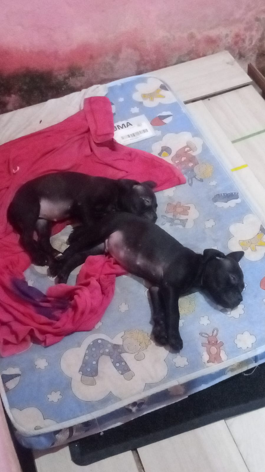 Portal Vendocão Filhote de American Staffordshire Terrier - Já Adestrado! Recife