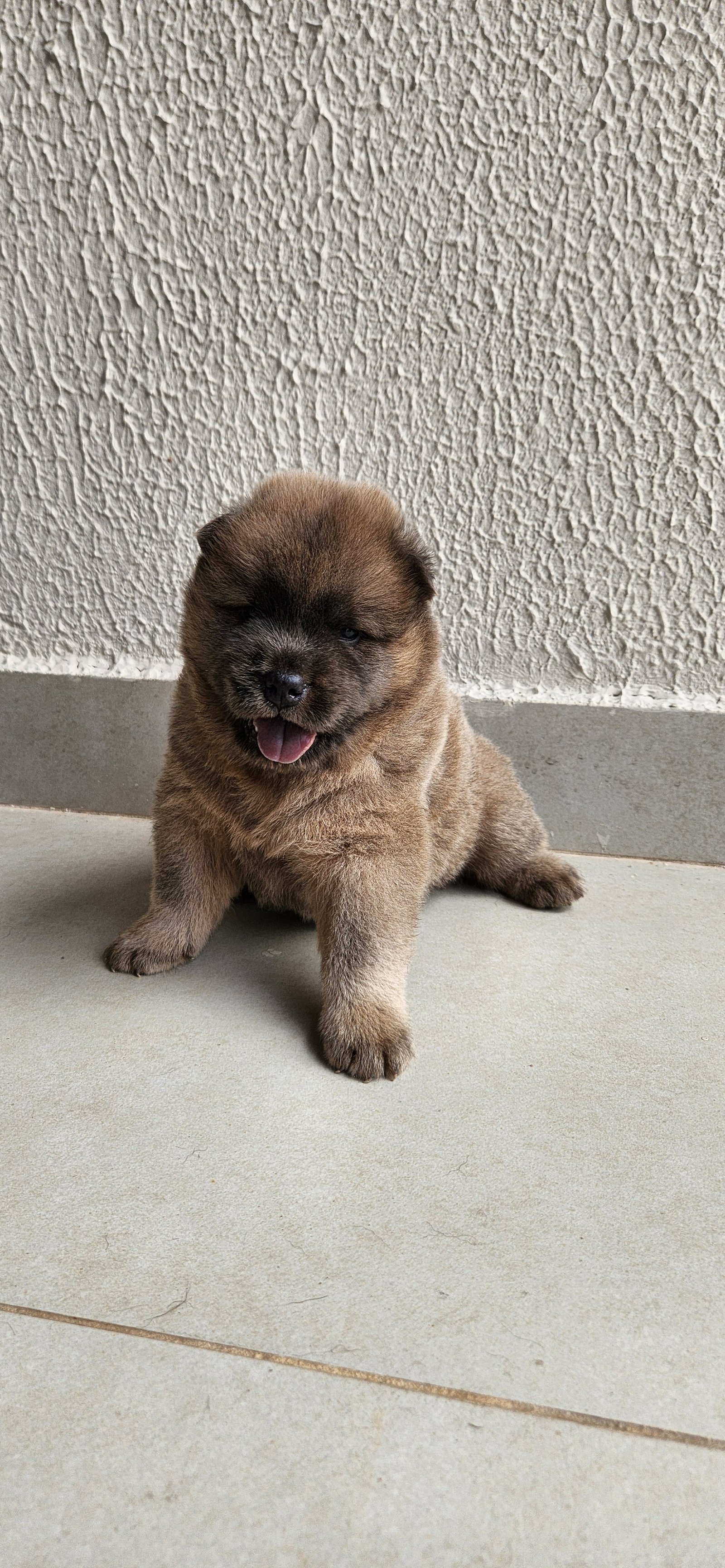 Filhote de chowchow