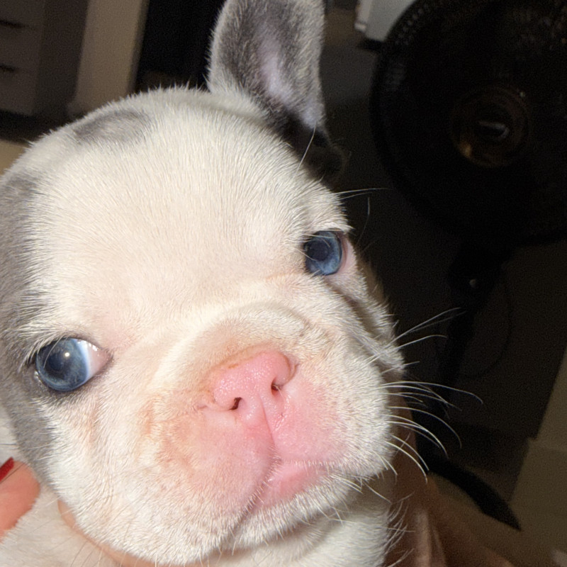 Lindo filhote c pedigree - Foto 5