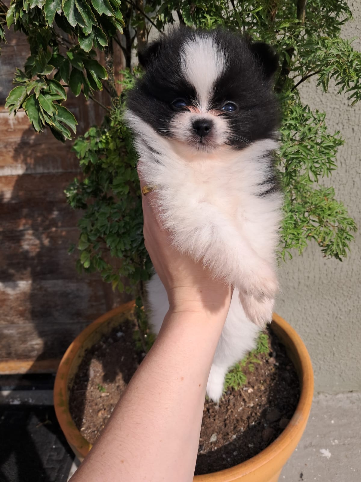 Portal Vendocão Vende-se Spitz Alemão Anão Macho (Micro) Florianópolis