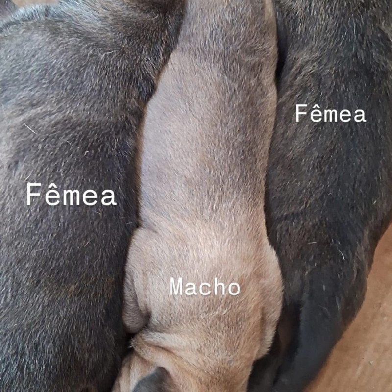 Filhotes de fila brasileiro - Foto 1