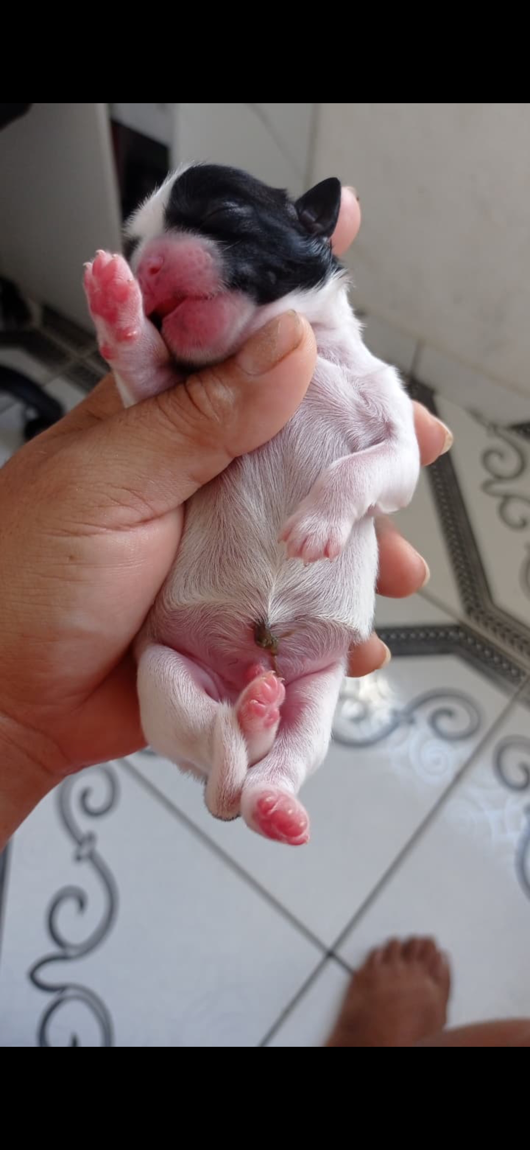 Portal Vendocão Vendo Shitzu  Salvador