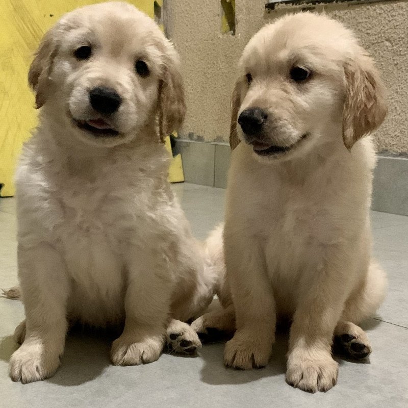 filhotes de Golden Retriver - Foto 1