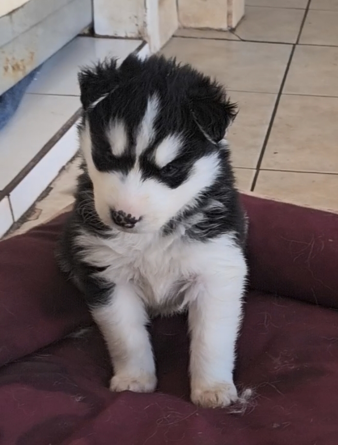 Husky Siberiano - Foto 3