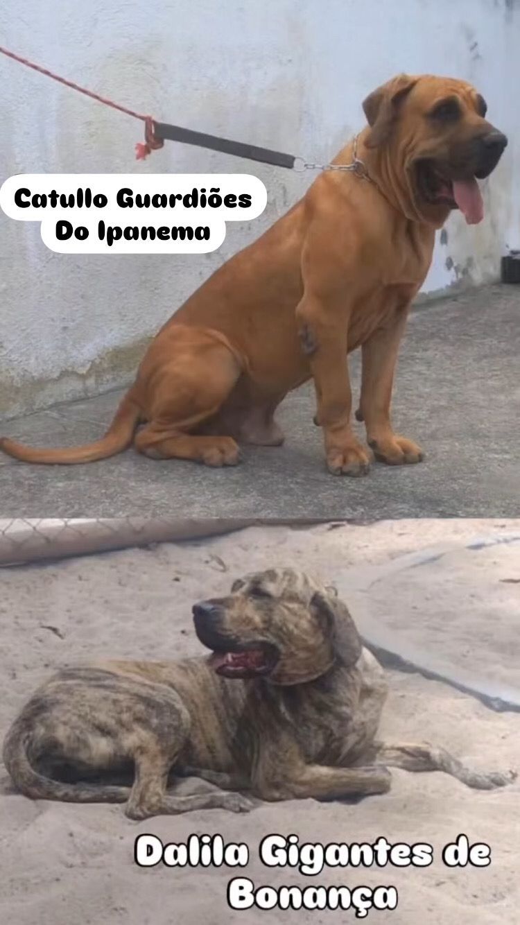 Portal Vendocão Filhote de Fila Brasileiro Recife