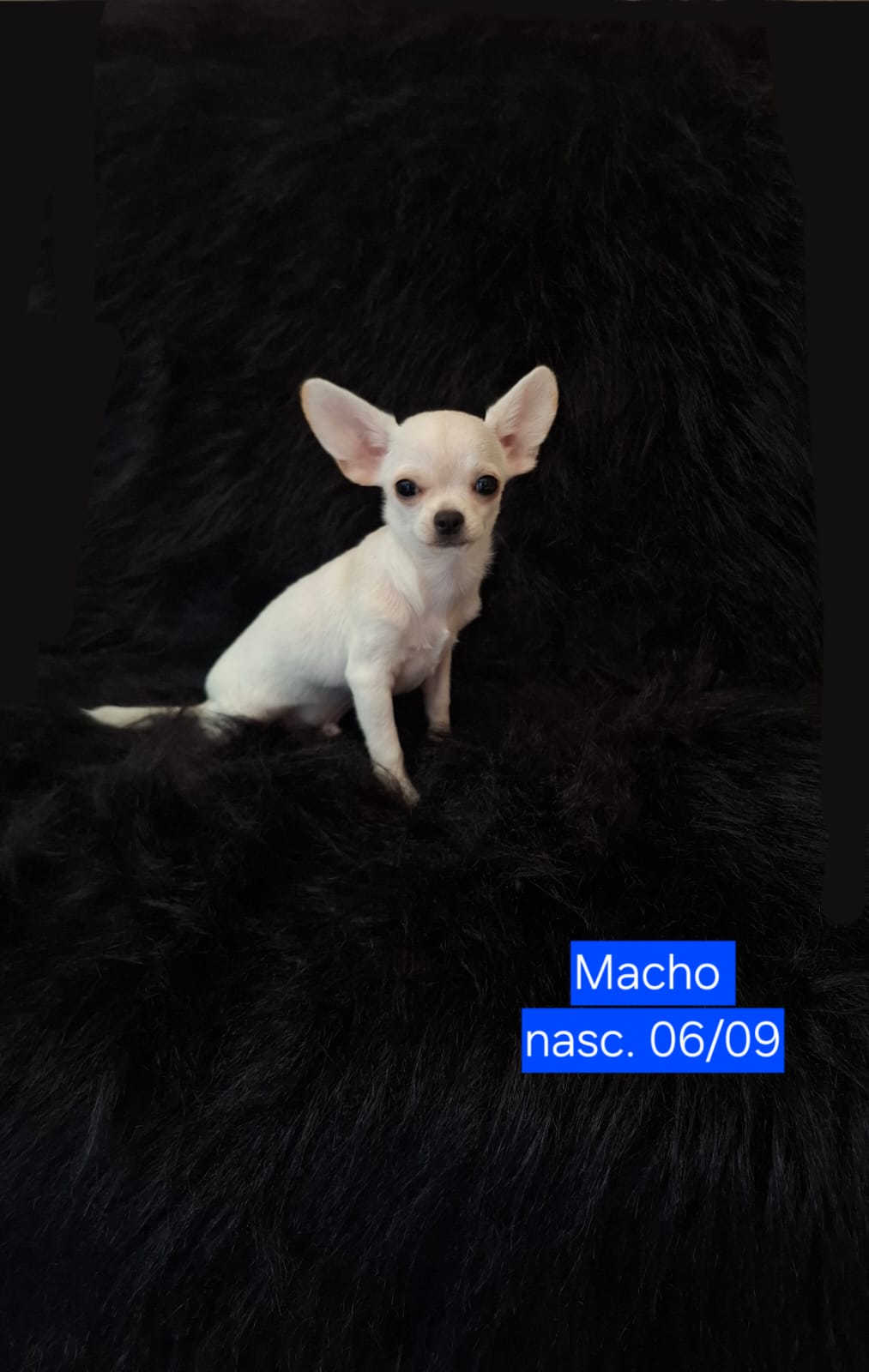 Chihuahua Macho - Foto 2