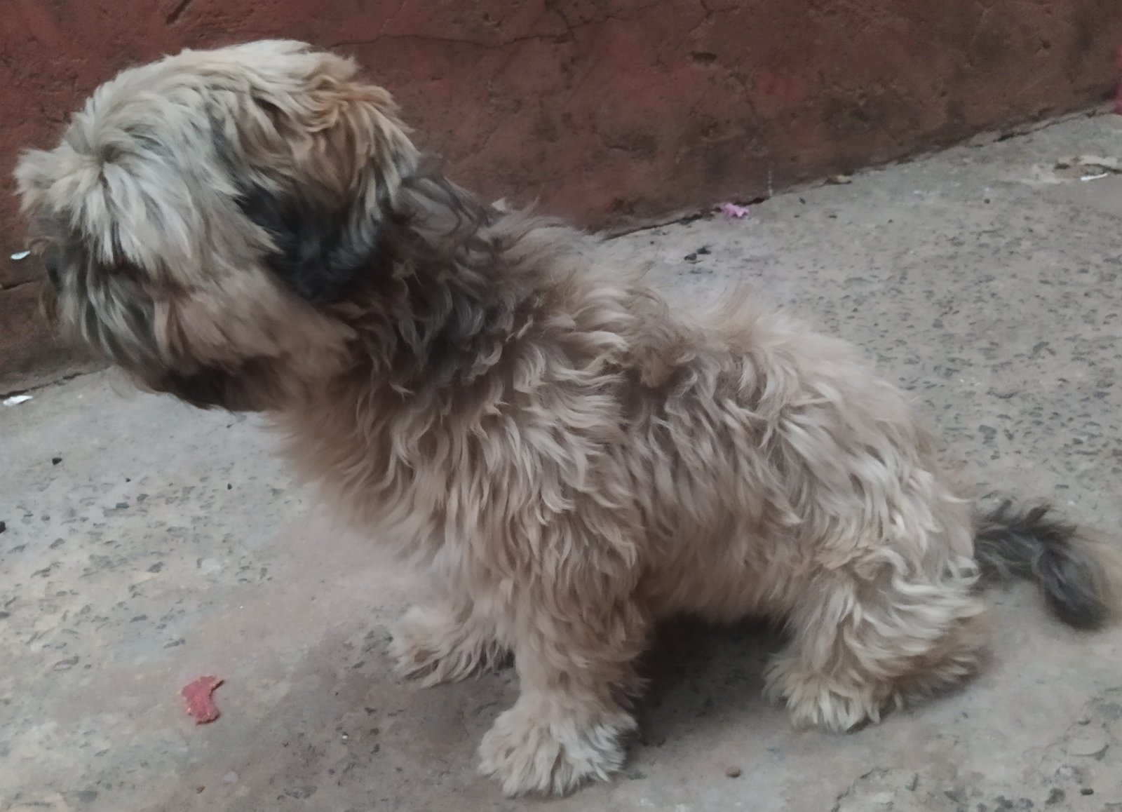 Cachorro muito dócil, não faz bagunça e nem barulho