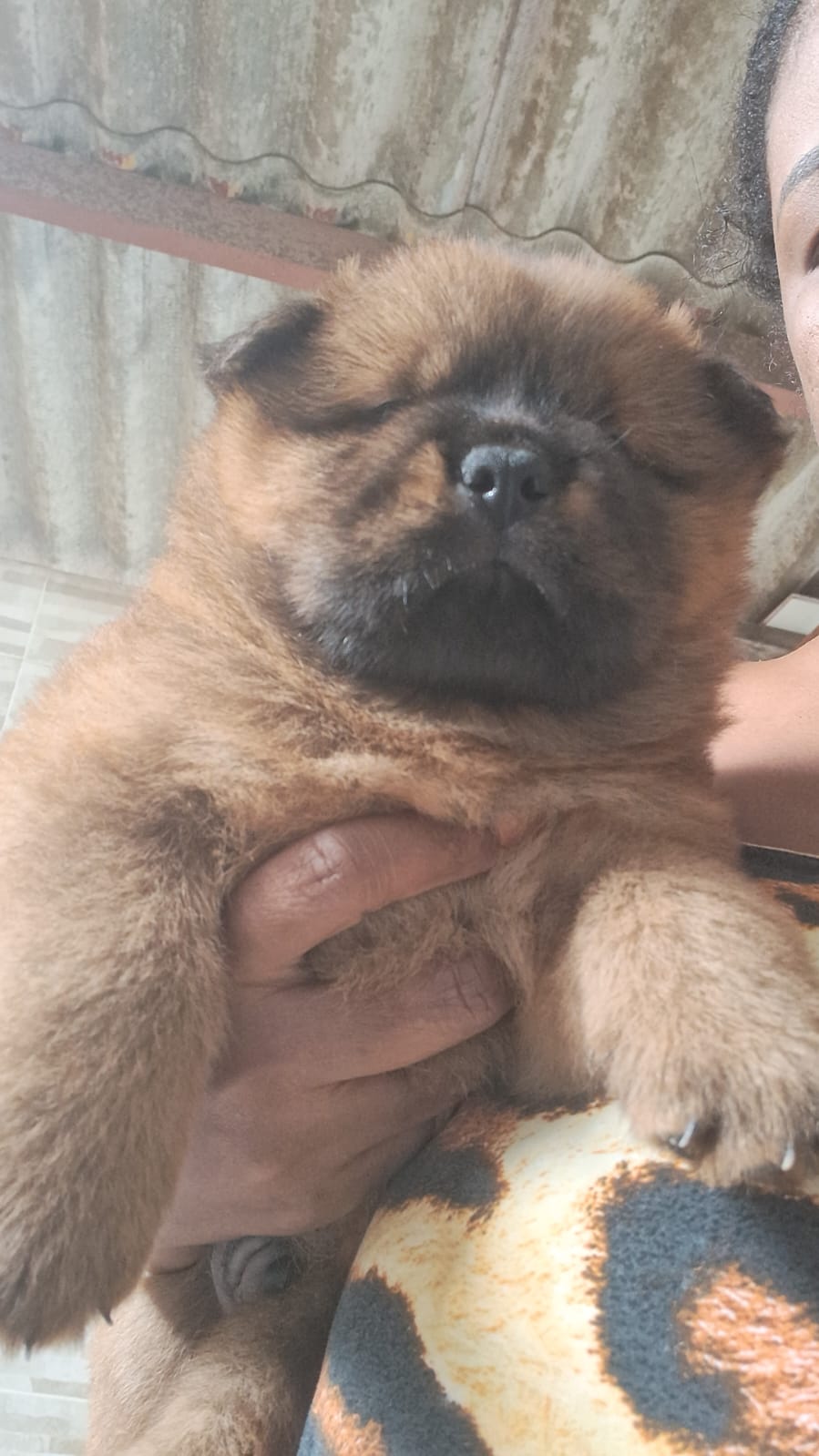 Portal Vendocão Filhotes de chow chow  Salvador