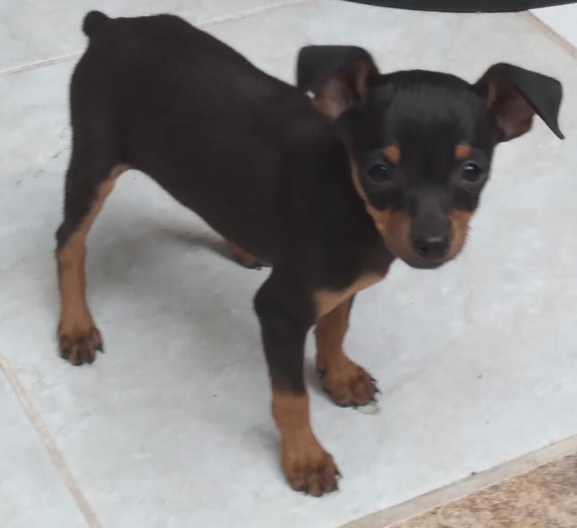 Pinscher  - Foto 3