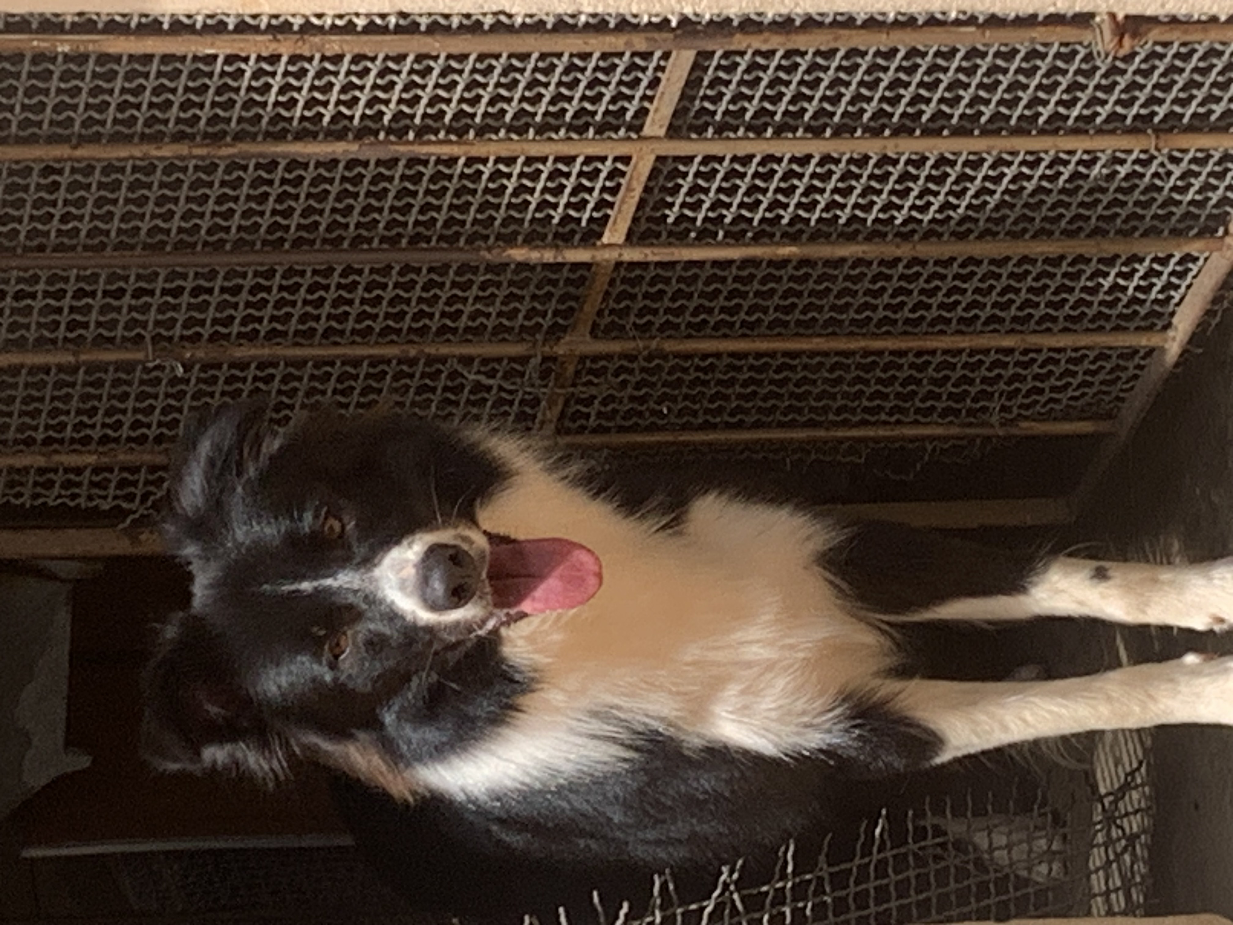 Cadela Border Collie de um ano e meio