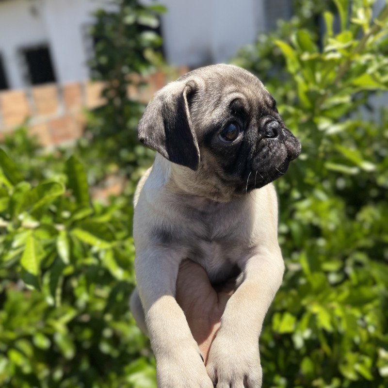 Pug macho