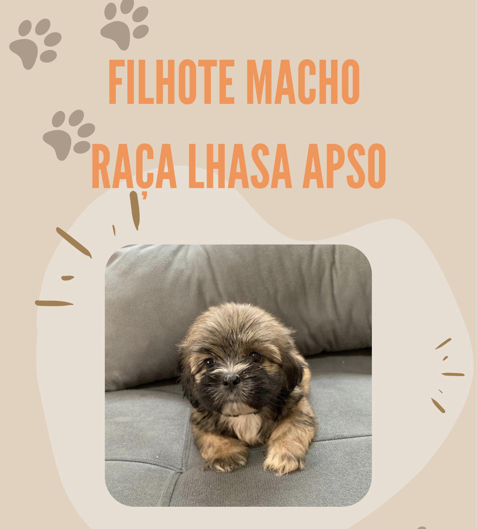 Portal Vendocão Cachorro RACA LHASA APSO Manaus