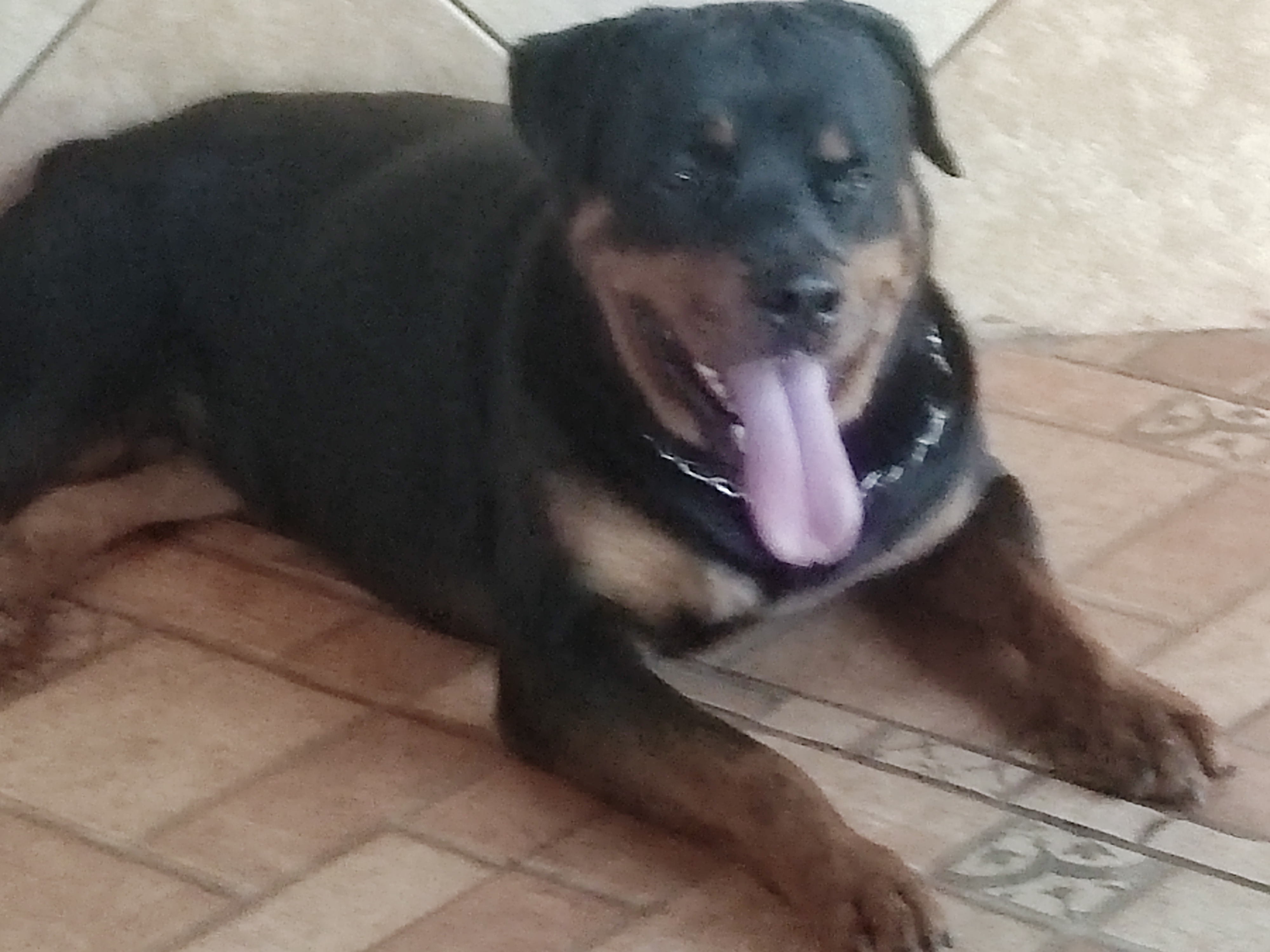 Portal Vendocão Filhote de rotweiler de alto padrão Paiçandu