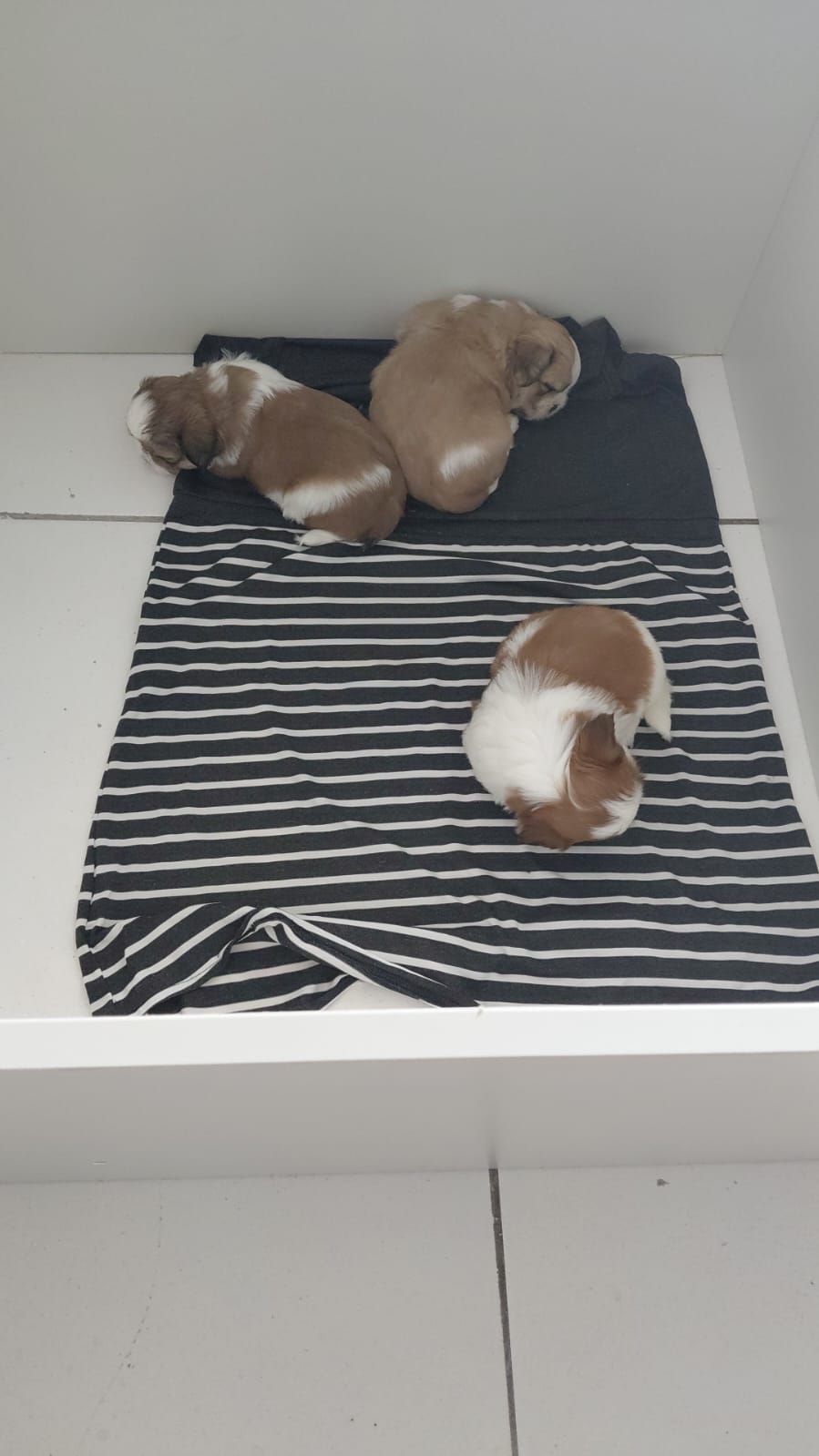 Filhotes de cachorro  - Foto 4