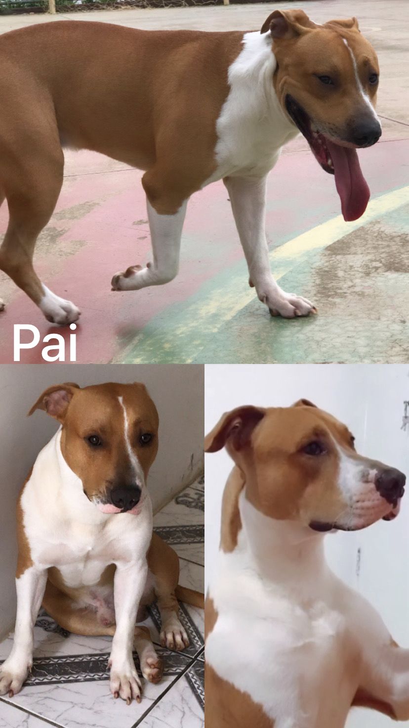 Portal Vendocão Filhotes pitbull red nose  Salvador 