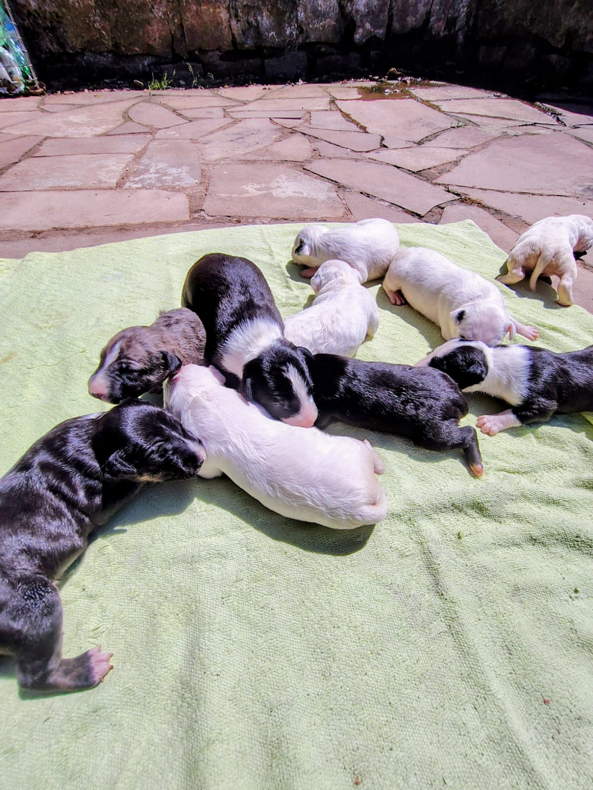 Portal Vendocão Filhotes bulterrie tops! Porto Alegre 