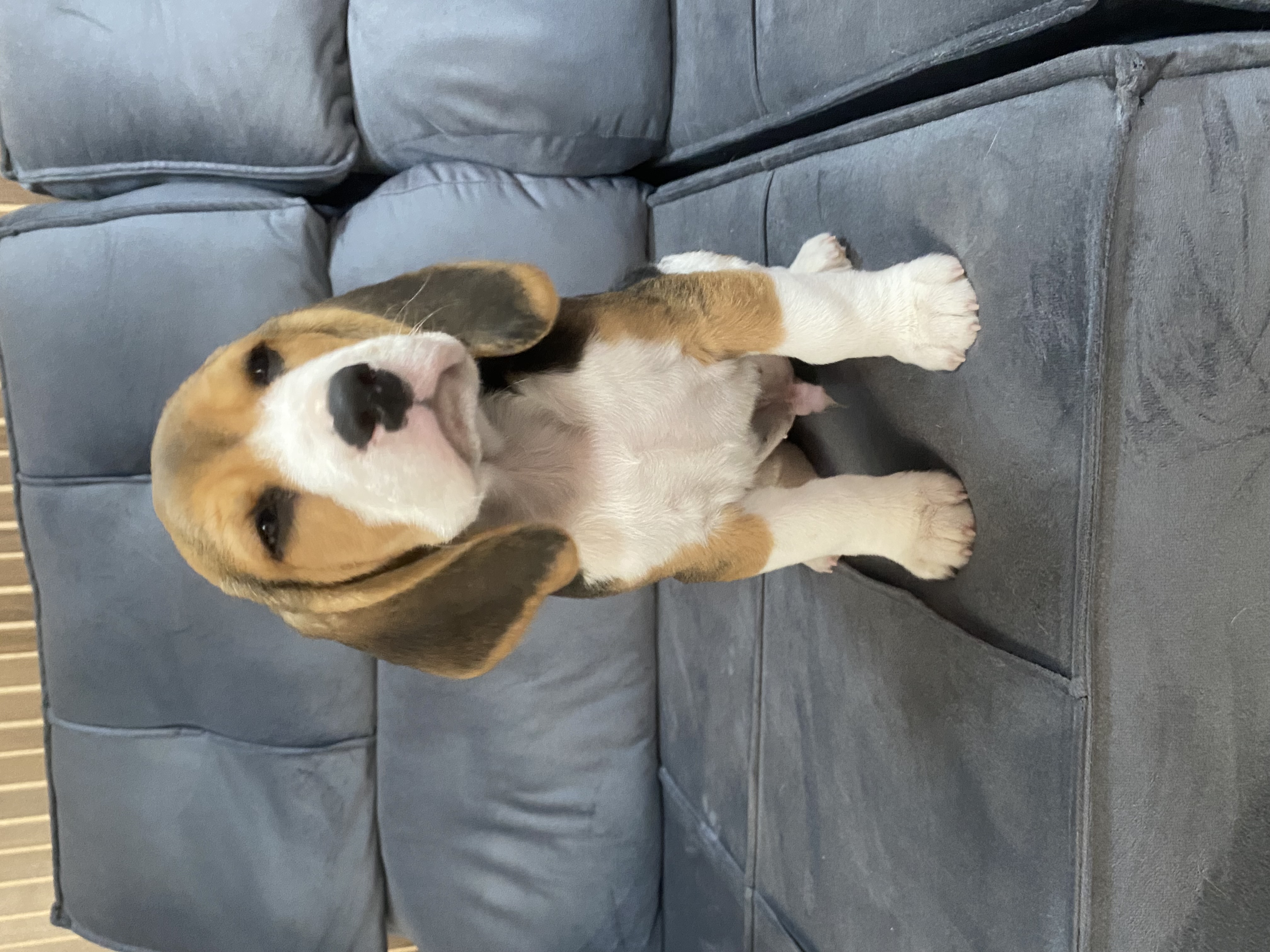 Portal Vendocão Filhote beagle Sapucaia do sul