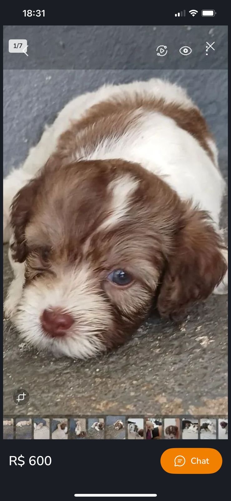 Vendo maltês/poodle  - Foto 1