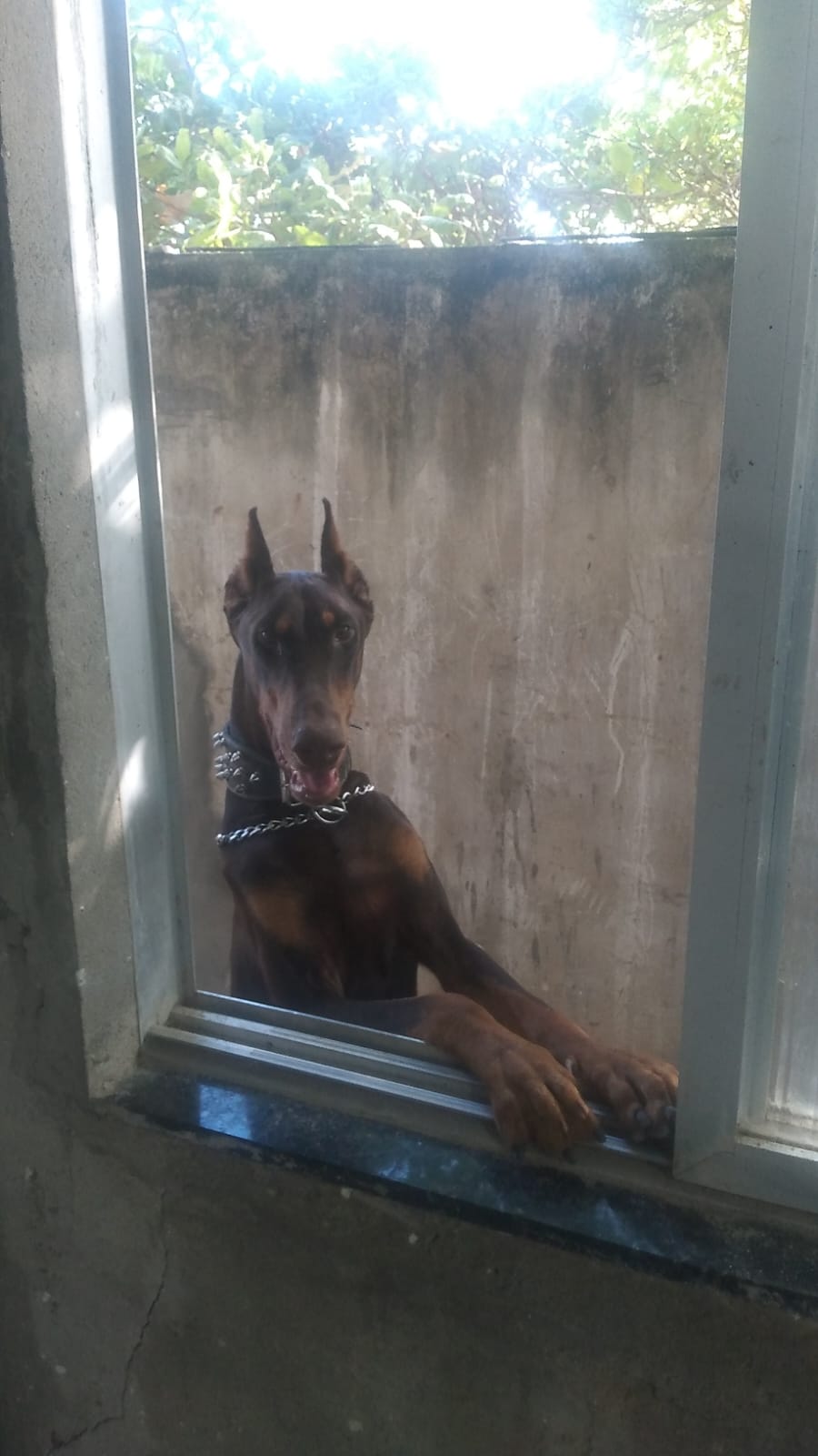 Portal Vendocão Doberman Salvador