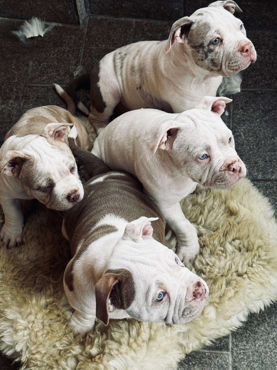 Filhos de American Bully Pocket - Foto 4