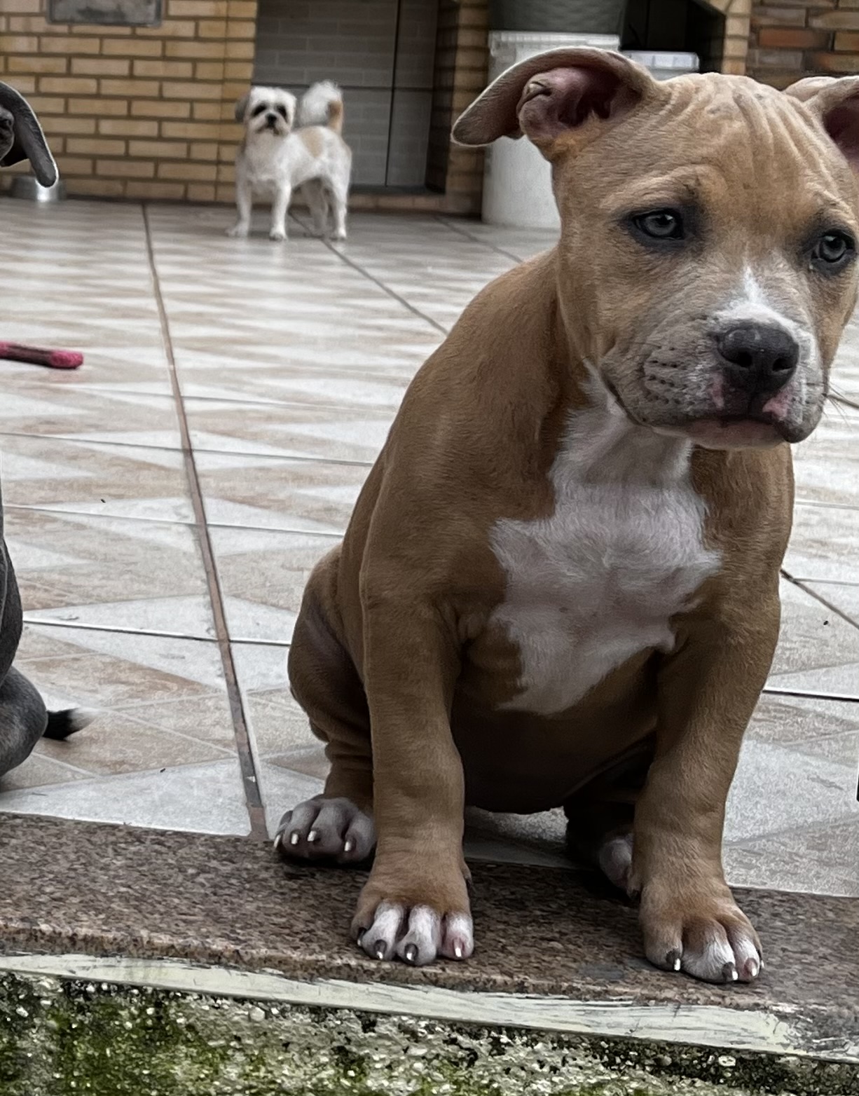 Portal Vendocão filhote american bully pocket  são joão de meriti 
