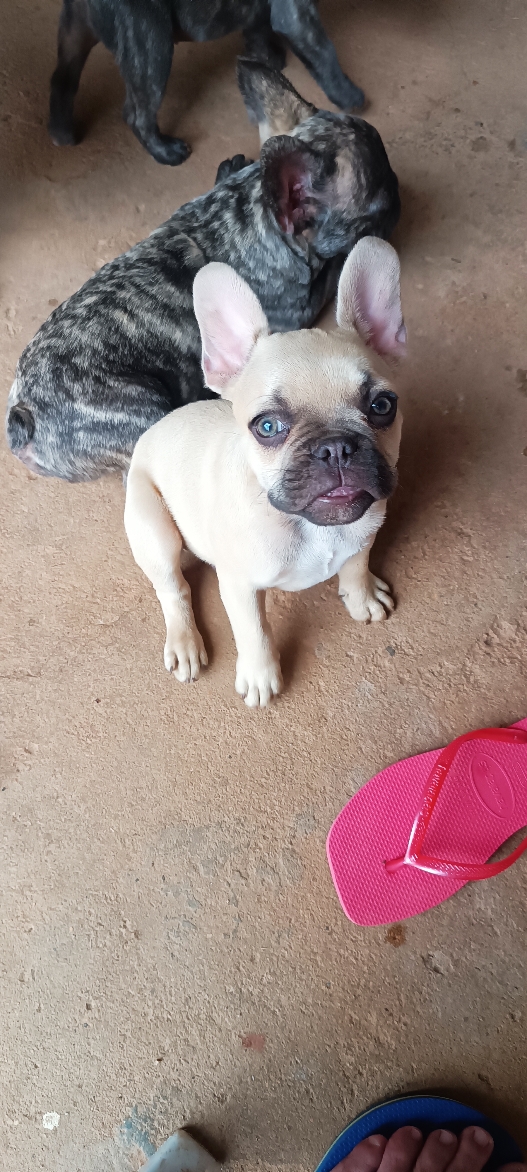 Portal Vendocão BULLDOGS FRANCÊS  Planaltina 