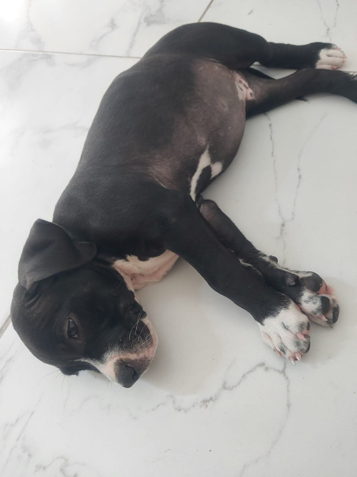 Filhote de Pitbull raça monster  - Foto 2