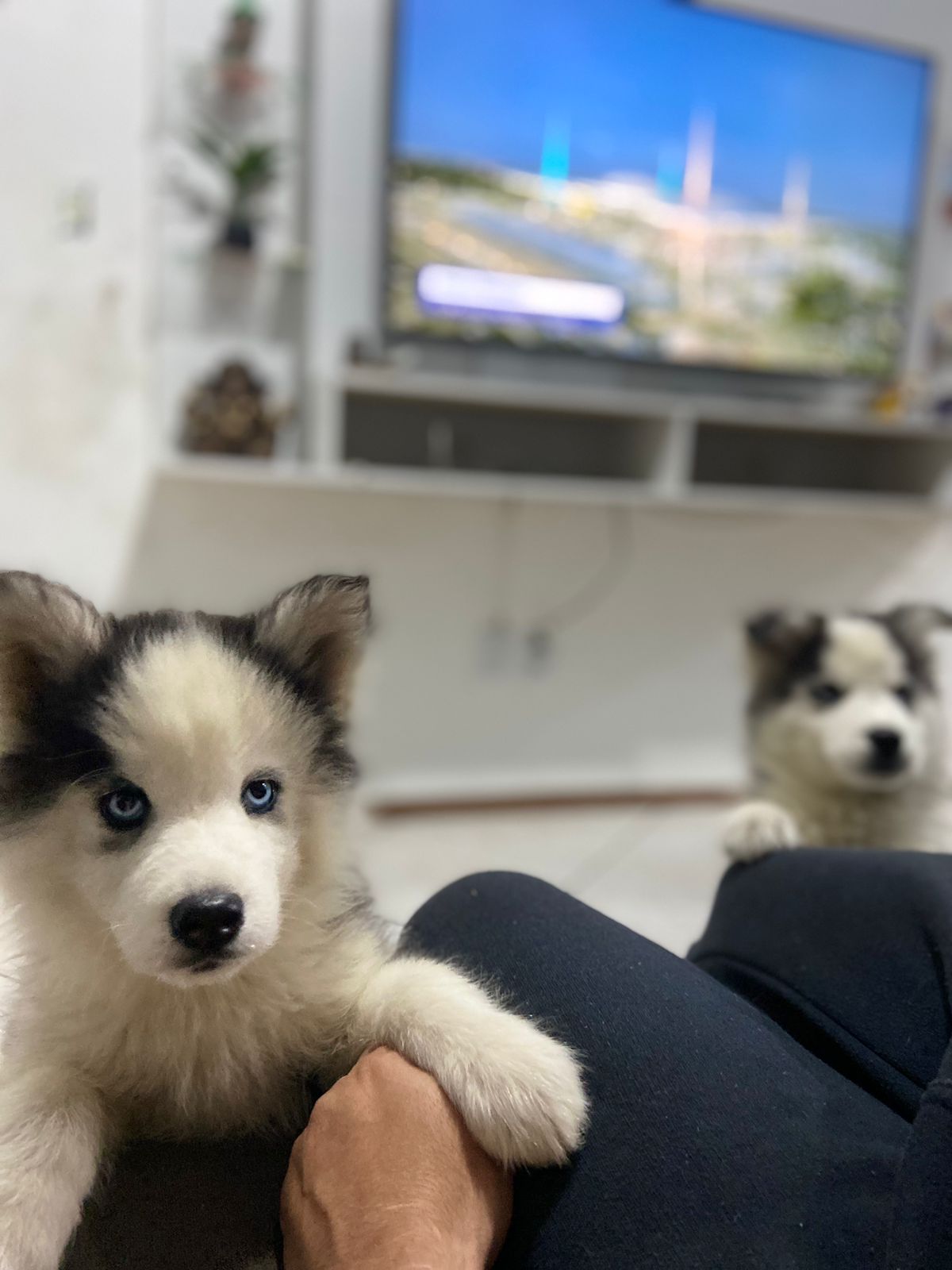 Portal Vendocão Casal De Filhotes Husky Siberiano PORTO ALEGRE