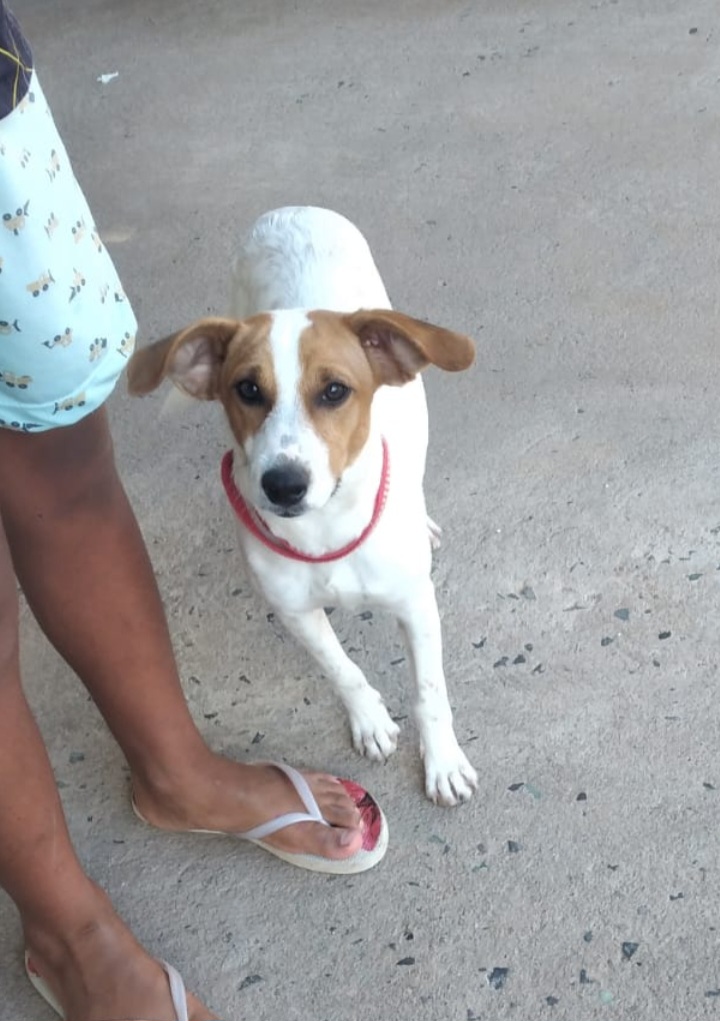 Portal Vendocão Vendo uma linda cachorrinha da raça Jack Russel terrier Brasilia