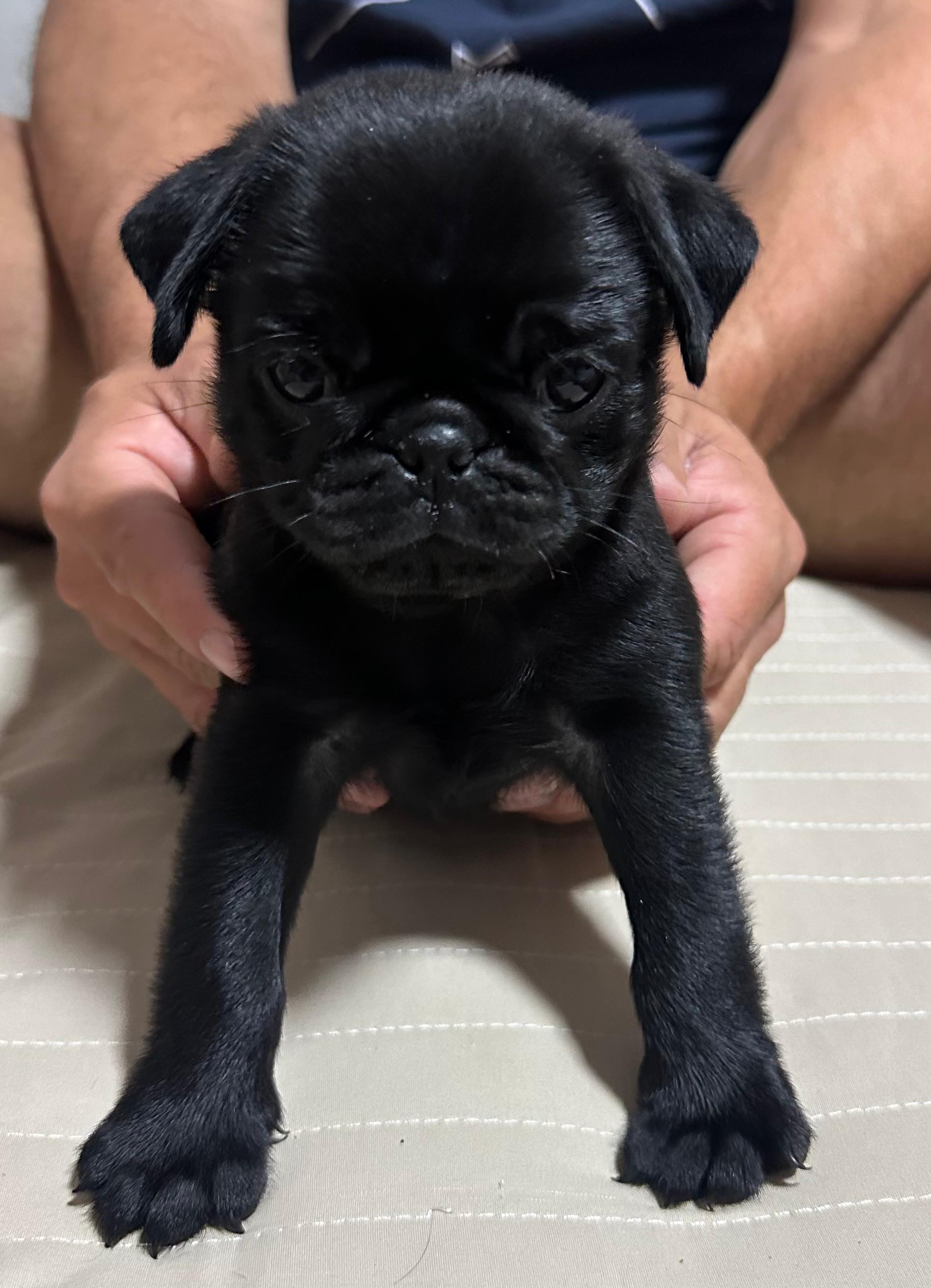Portal Vendocão FILHOTE DE PUG Sarandi