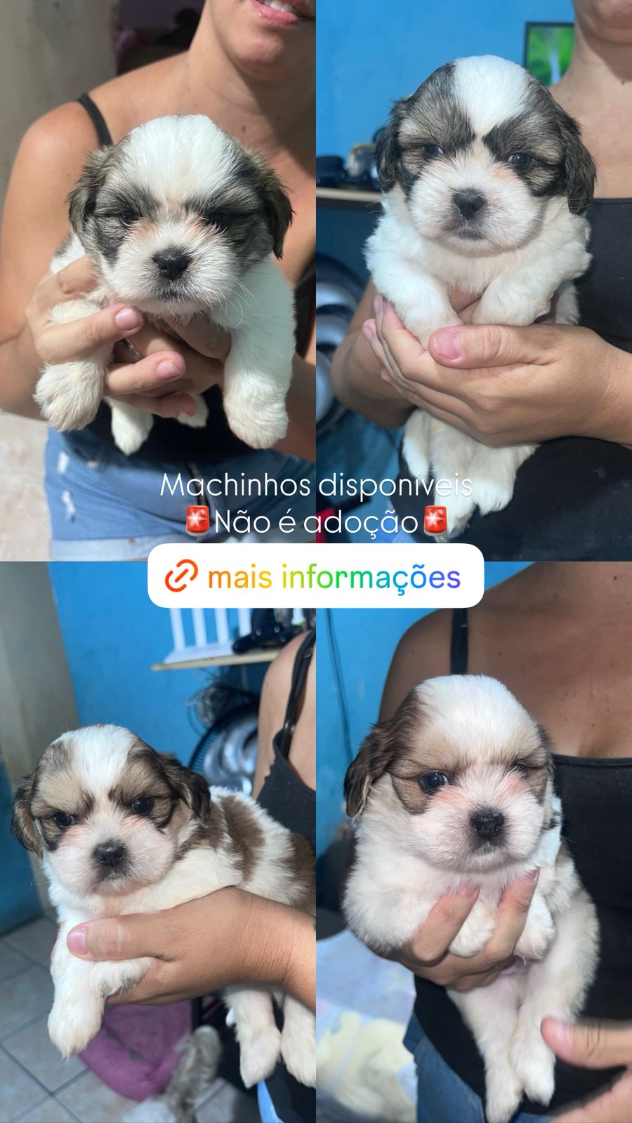 Filhotes de Shih Tzu macho - Foto 1