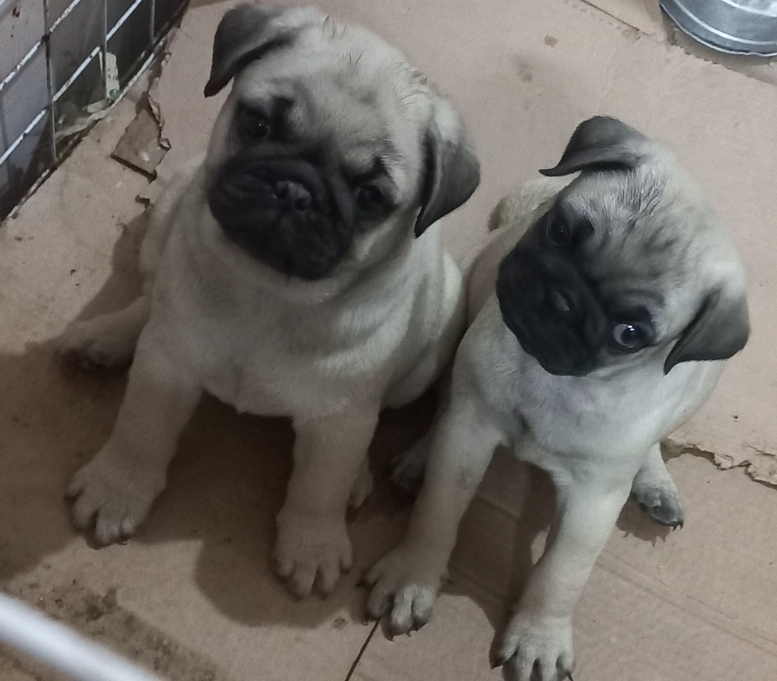 Portal Vendocão Filhotes  pug abricot machos  Cotia