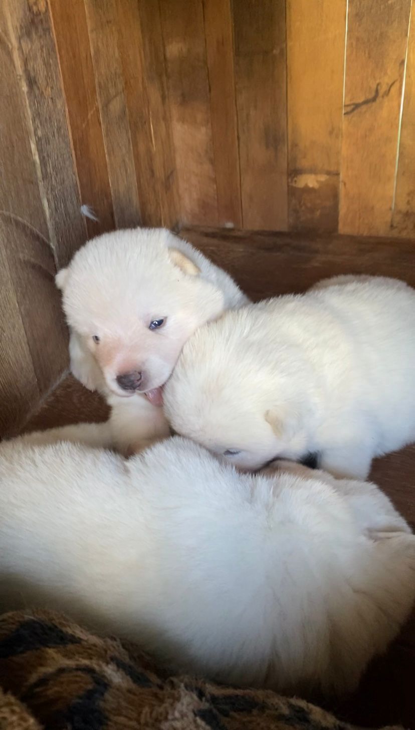 Portal Vendocão Filhotes de Akita Joinville