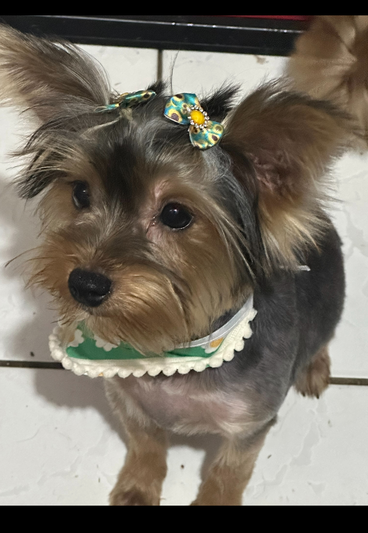 Portal Vendocão Yorkshire fêmea  Porto Alegre