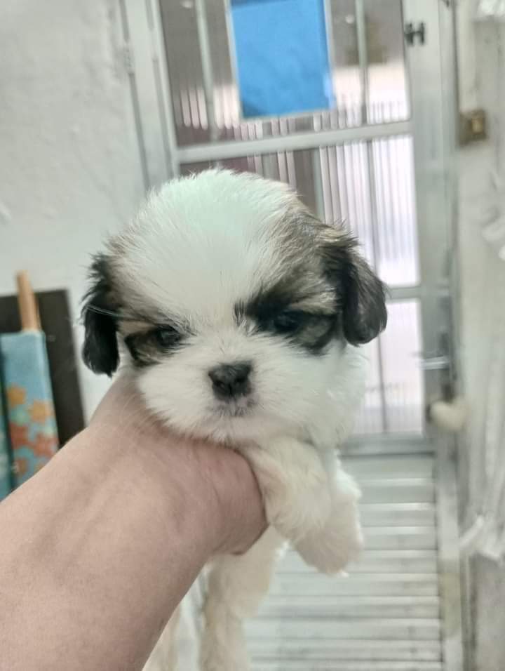 Promoção,micro shitzus puro - Foto 2