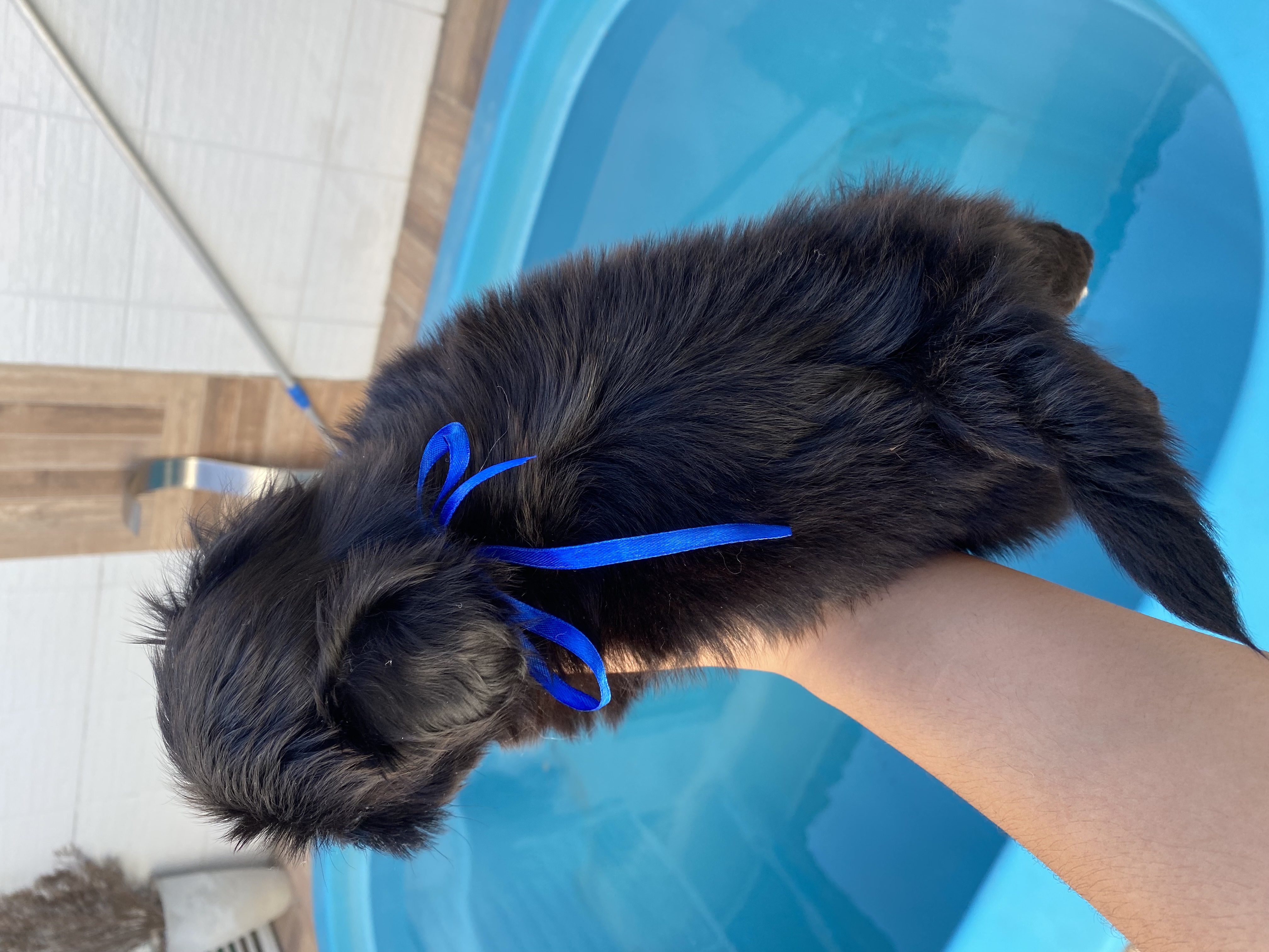 Portal Vendocão Filhotes de lhasa apso machos João Pessoa