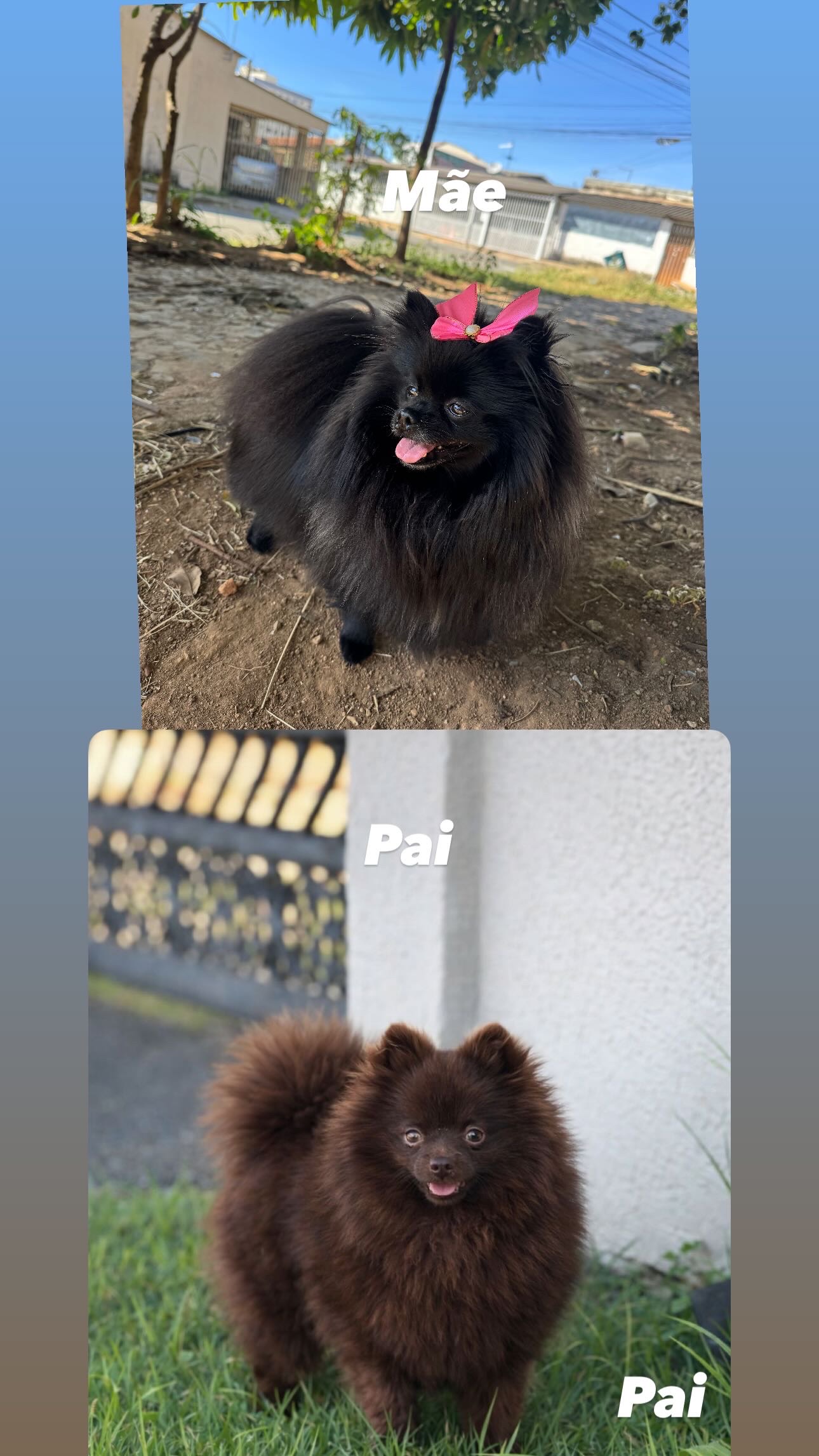 Spitz Alemão - Foto 2