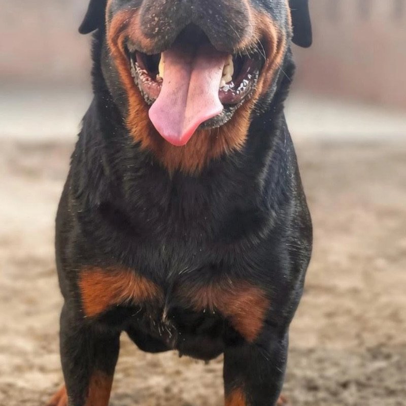 Filhotes de Rottweiler disponíveis.