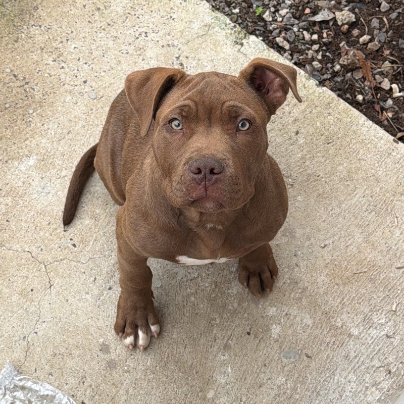 Vendo pitbull 3 meses