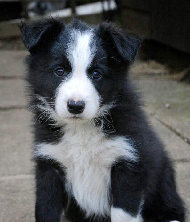 Portal Vendocão Border collie excelente raça  Marília 