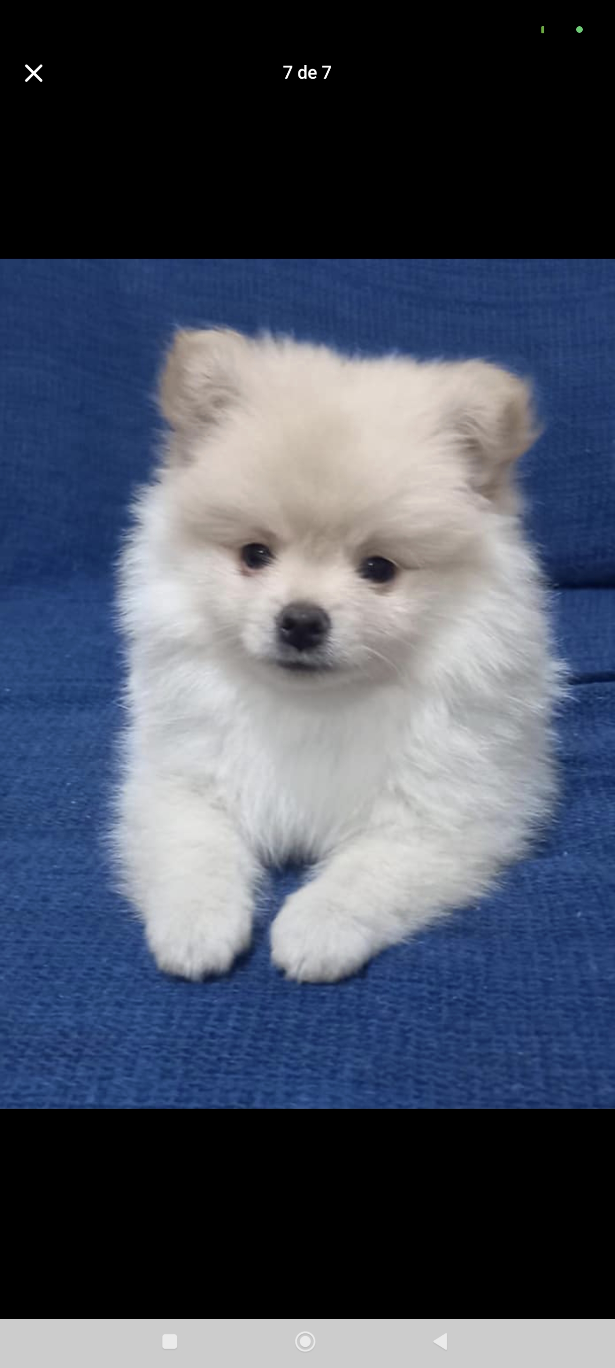 Filhote lulu