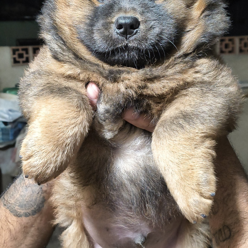 Filhotes de Chow chow - Foto 5