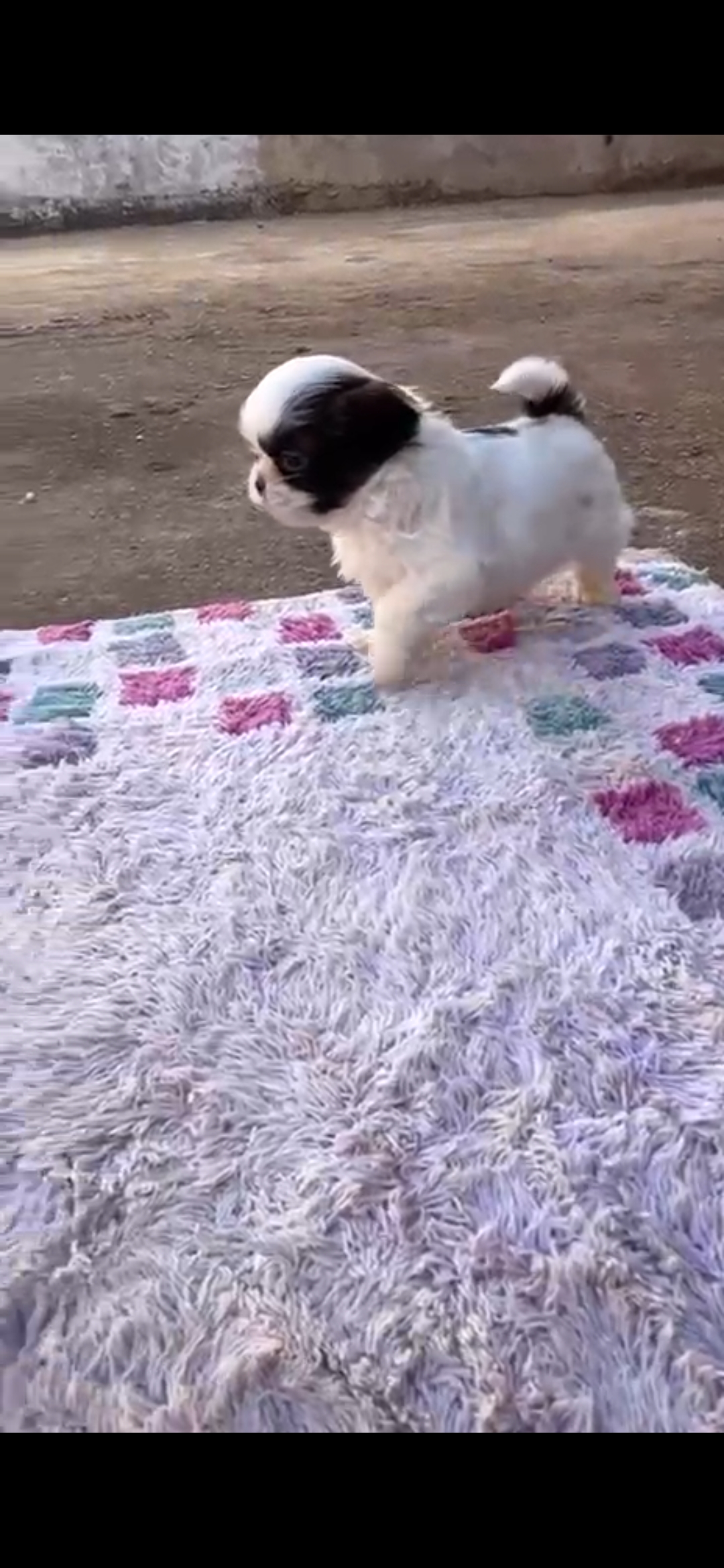 Portal Vendocão Filhote de shihtzu mini Brasília DF