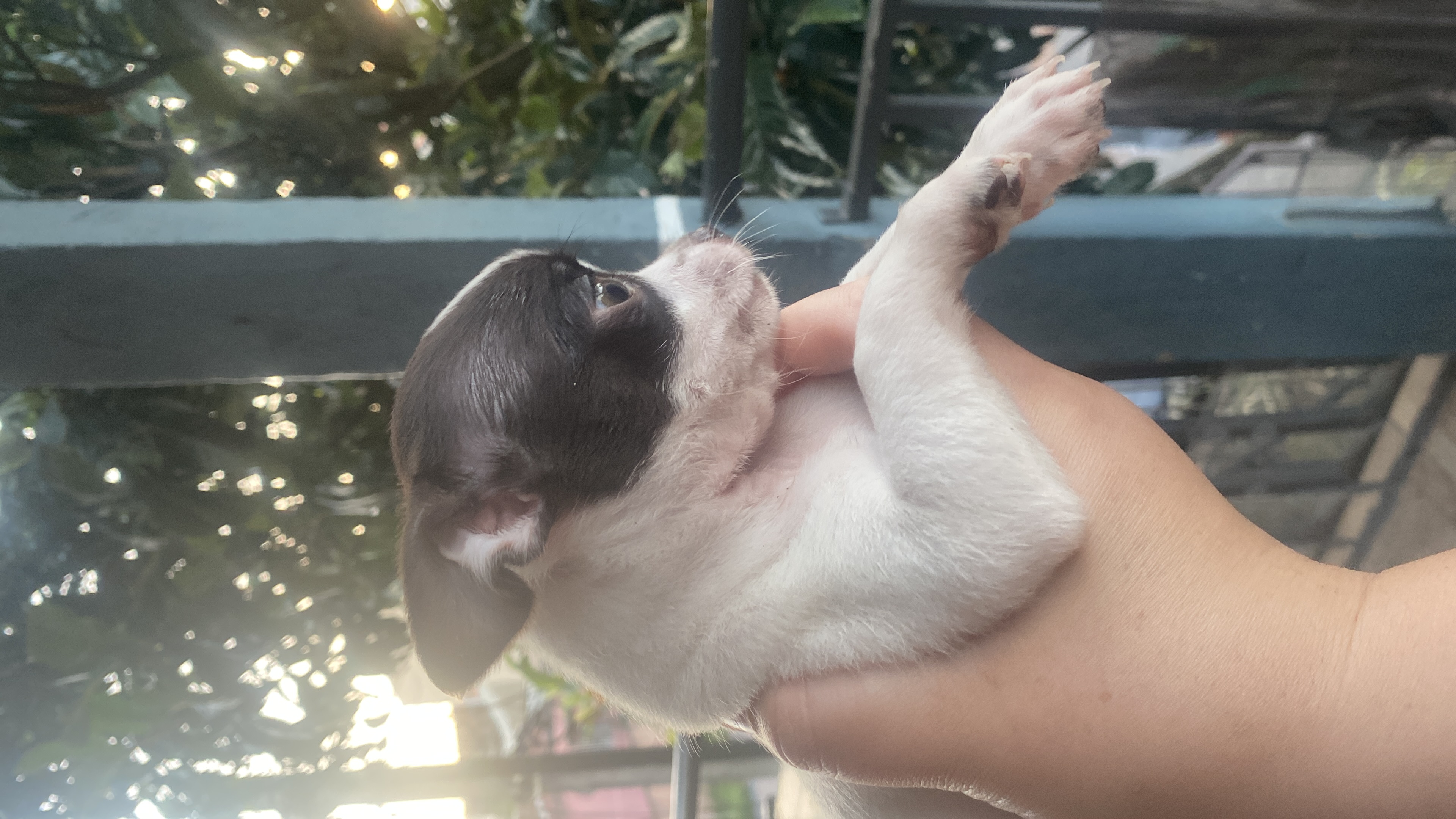 Portal Vendocão Chihuahua fêmea disponível  CURITIBA