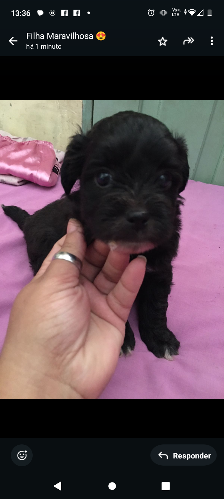 Portal Vendocão Cachorro shitzu Canoas