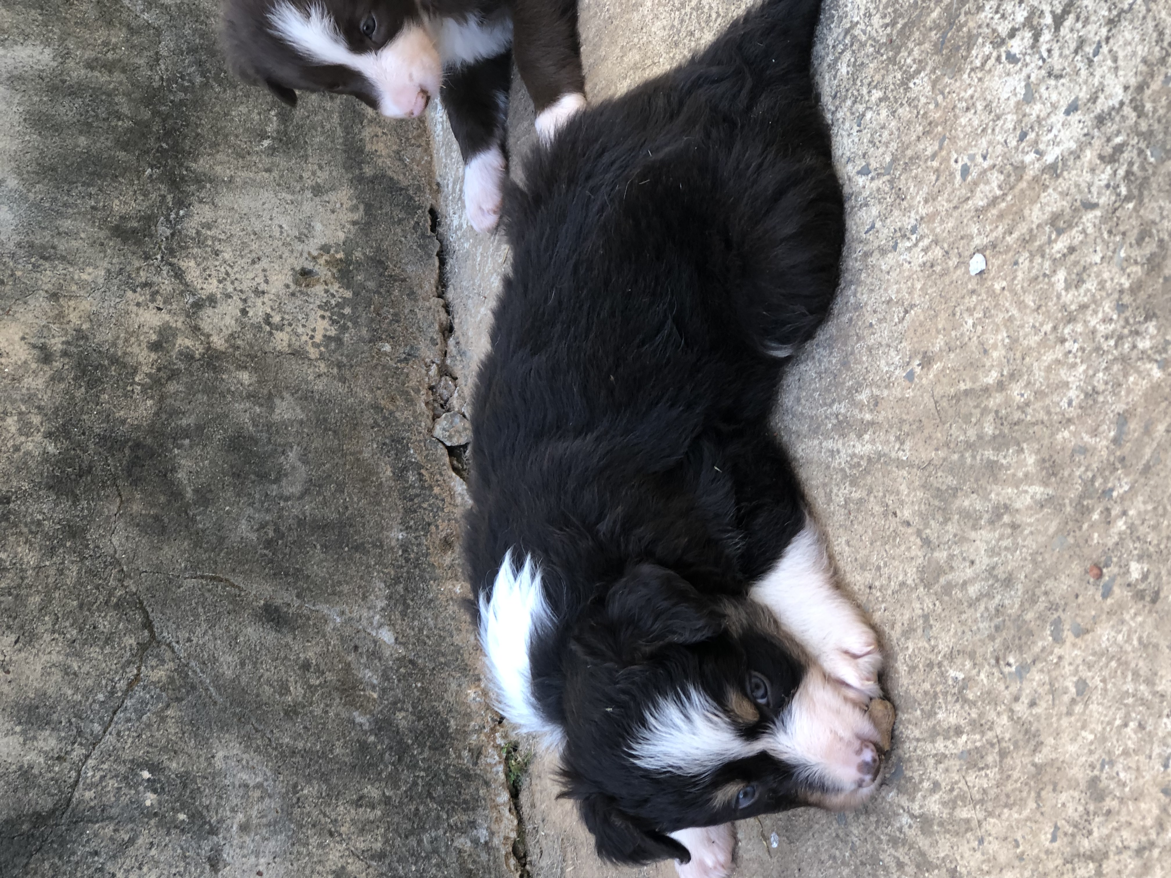 Filhotes de Border Collie - Foto 1