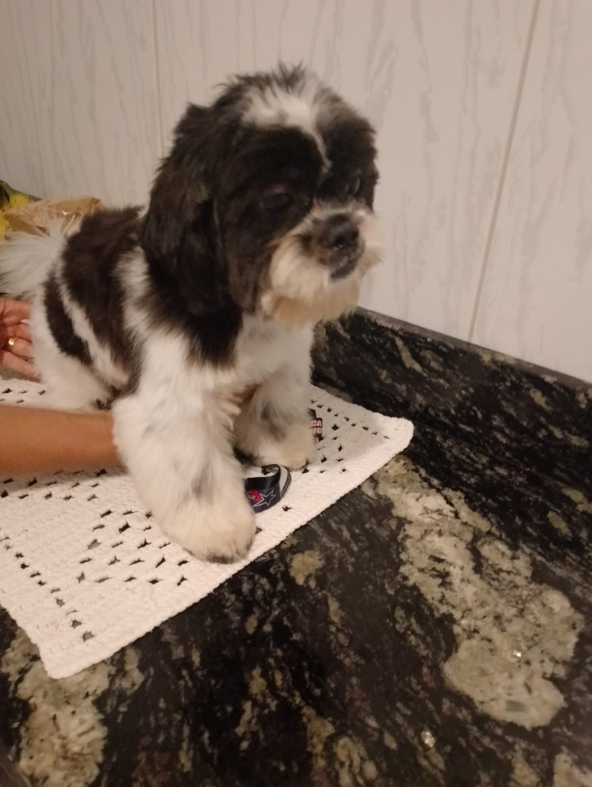 vendo shih tzu